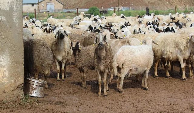 TİGEM’den 675 küçükbaş hayvan için satış ihalesi