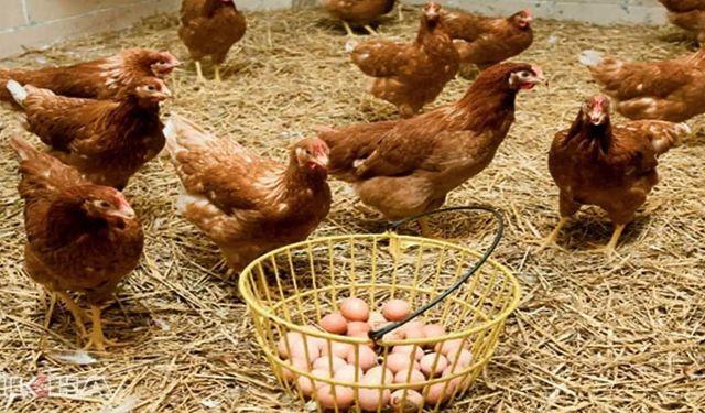 Türkiye’de tavuk eti ve yumurta üretimi ağustosta arttı