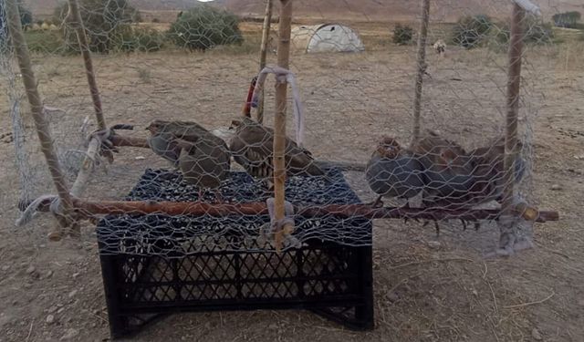 Van’da yasadışı kafes avcılığına geçit verilmedi