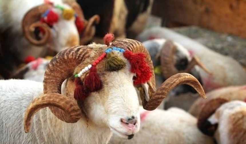 Kurban olarak kesilecek hayvanların yaşları