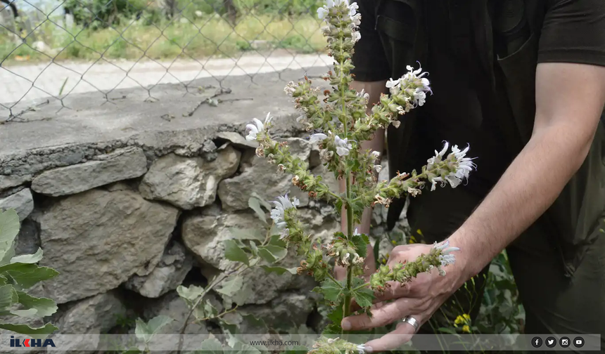 Siirt'e özgü endemik bitki Salvia Siirtica çiçek açtı