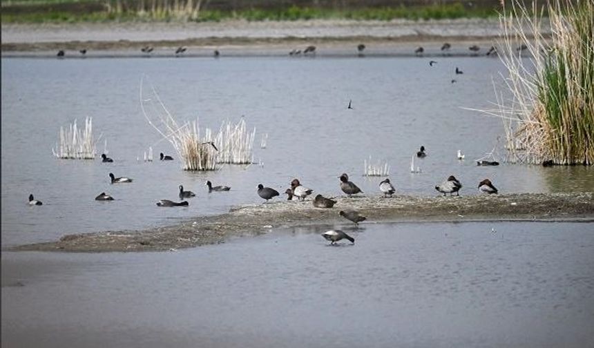 Van Gölü Havzasında göçmen kuş hareketliliği arttı