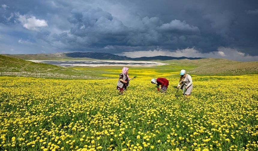 Van'da doğa bahar yağmurlarıyla renklendi