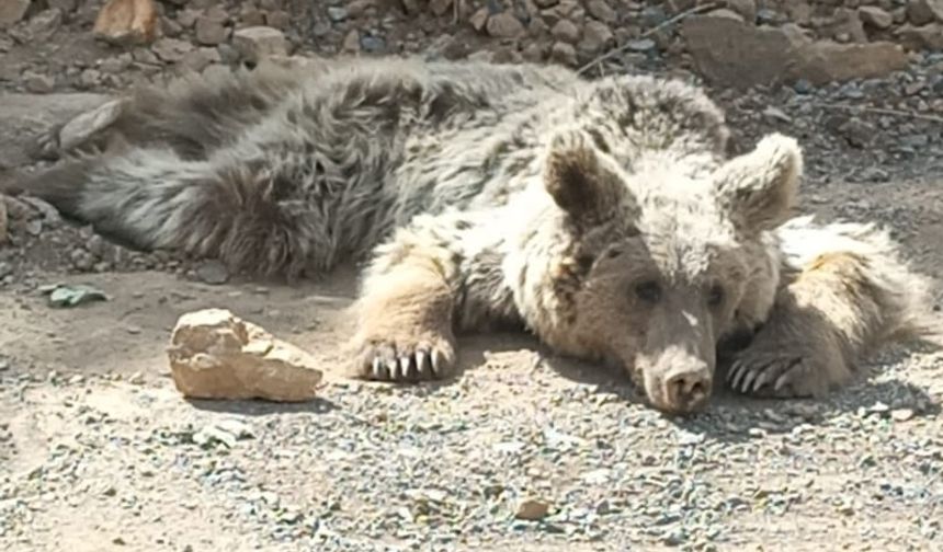 Hakkari'de yaralı bulunan ayı Van'da tedaviye alındı