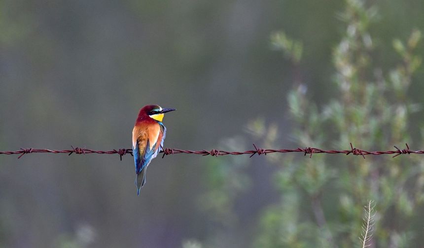 Van Gölü Havzası'nda 240 kuş türü tespit edildi