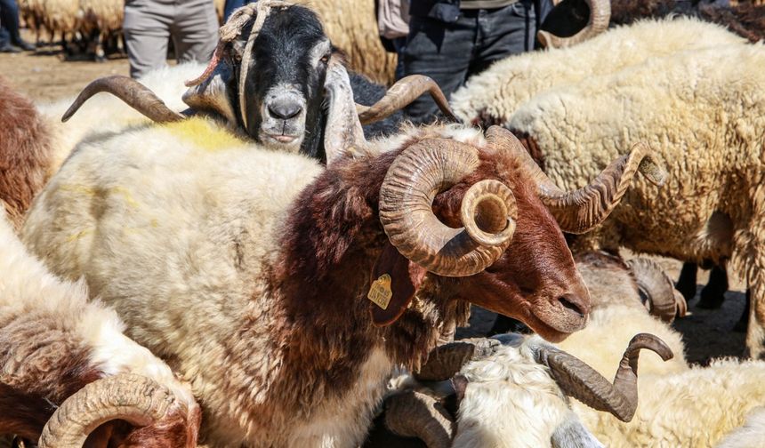 Edremit'te kurban kesim yerleri belli oldu
