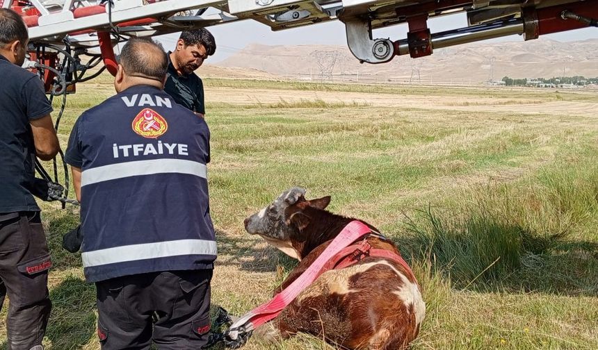 Van'da kuyuya düşen inek böyle kurtarıldı