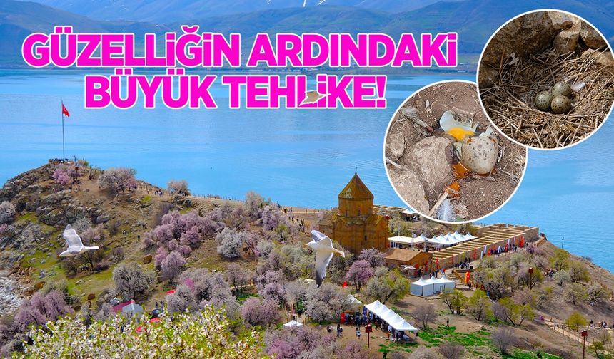Güzelliğin ardındaki büyük tehlike! Akdamar’da doğal yaşam tehdit altında…