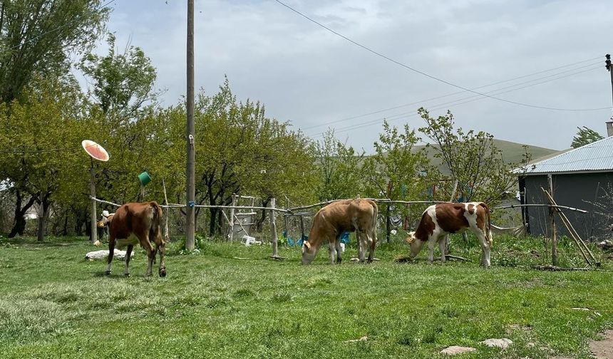 Van’da şap hastalığına karşı bilgilendirme çalışması