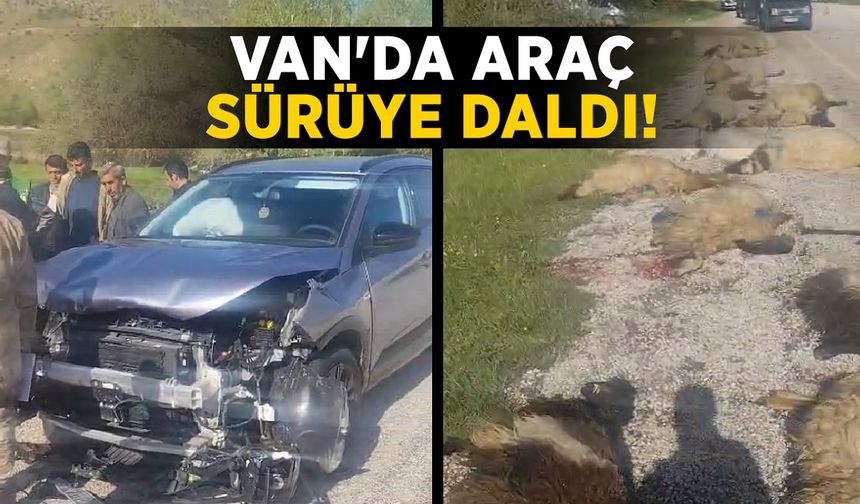 Van'da araç sürüye daldı: Onlarca koyun telef oldu