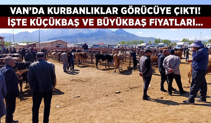 Van’da kurbanlıklar görücüye çıktı! İşte küçükbaş ve büyükbaş fiyatları…