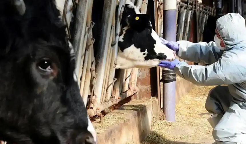 Bakan Yumaklı: 8,5 milyon doz şap aşısı sahaya gönderildi