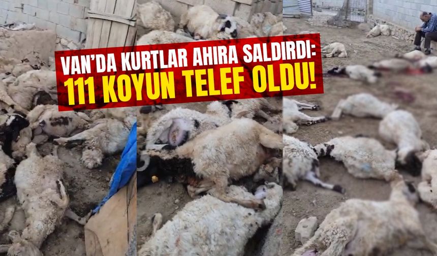 Van’da kurtlar ahıra saldırdı: 111 koyun telef oldu!