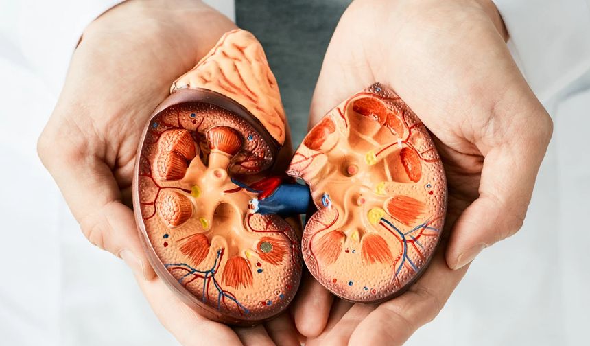 Protein Kaçağı (Proteinüri) Nedir?