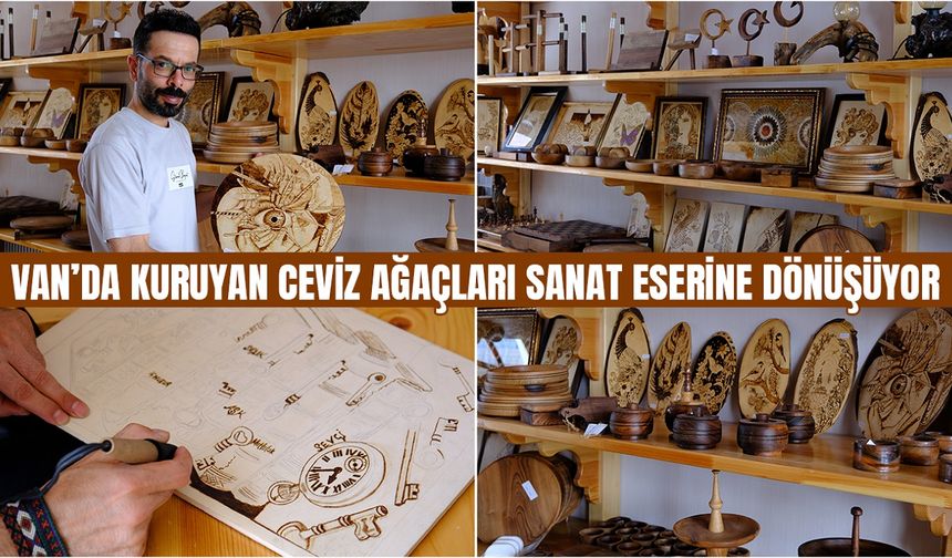 Van’da kuruyan ceviz ağaçları sanat eserine dönüşüyor