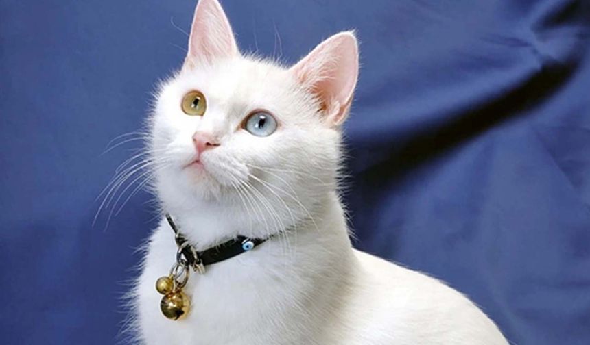 Soyları korunuyor: Van kedileri bu yıl 120 yavru dünyaya getirdi