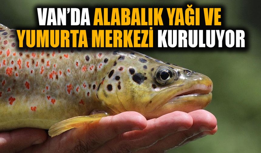 Van’da alabalık yağı ve yumurta merkezi kuruluyor