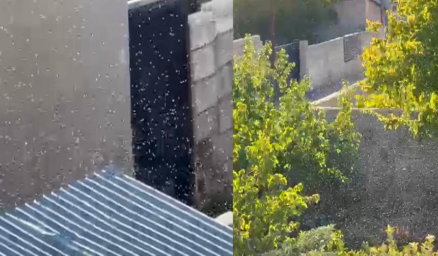 Tuşba ilçesinde sivrisinek istilası