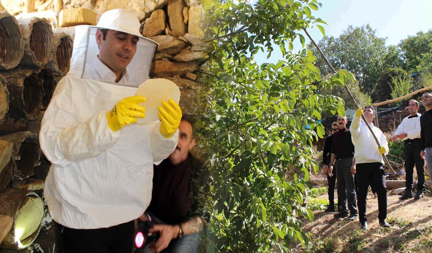 Van Çatak’ta bal ve ceviz hasadı yapıldı