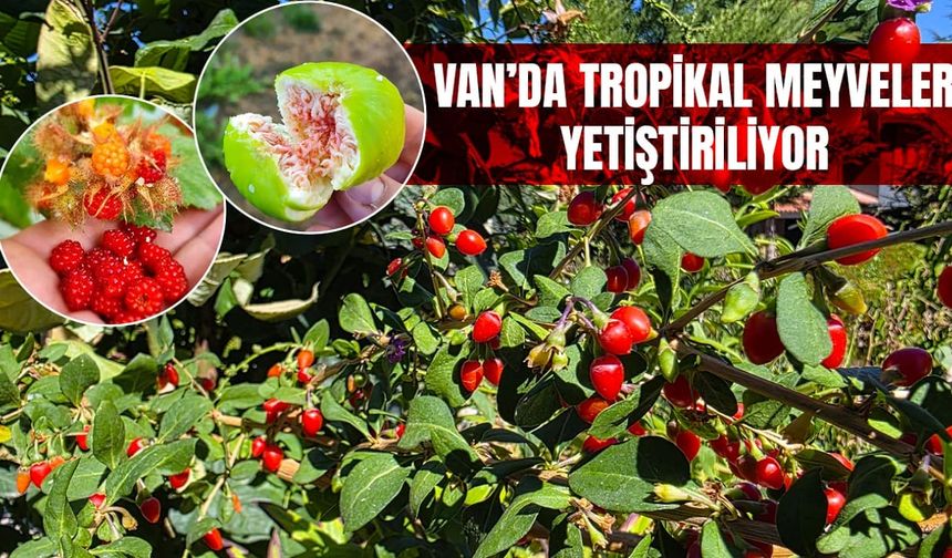 Van’da tropikal meyveler yetiştiriliyor