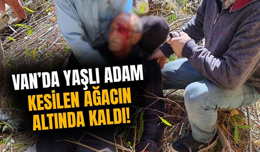 Van’da yaşlı adam kesilen ağacın altında kaldı!