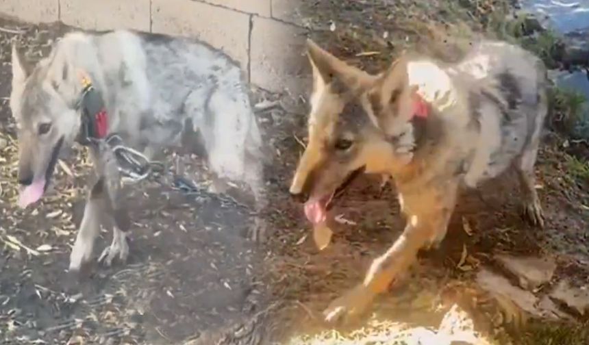 Van’da kurdu zincirle bağlayan şahsa ağır ceza