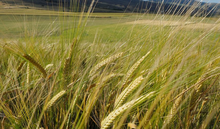 Dünyanın en büyük arpa üreticileri belli oldu! Türkiye kaçıncı sırada?