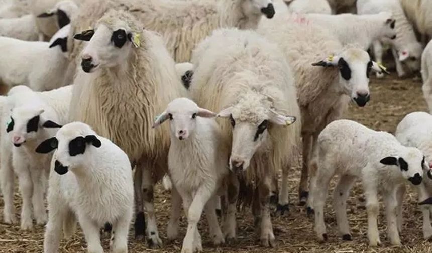 1200 küçükbaş  hayvan satış ihalesi yapılacak!