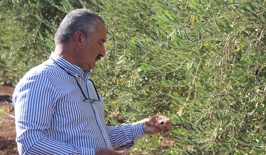 Şırnak zeytini büyük zarar gördü: Üretici destek bekliyor