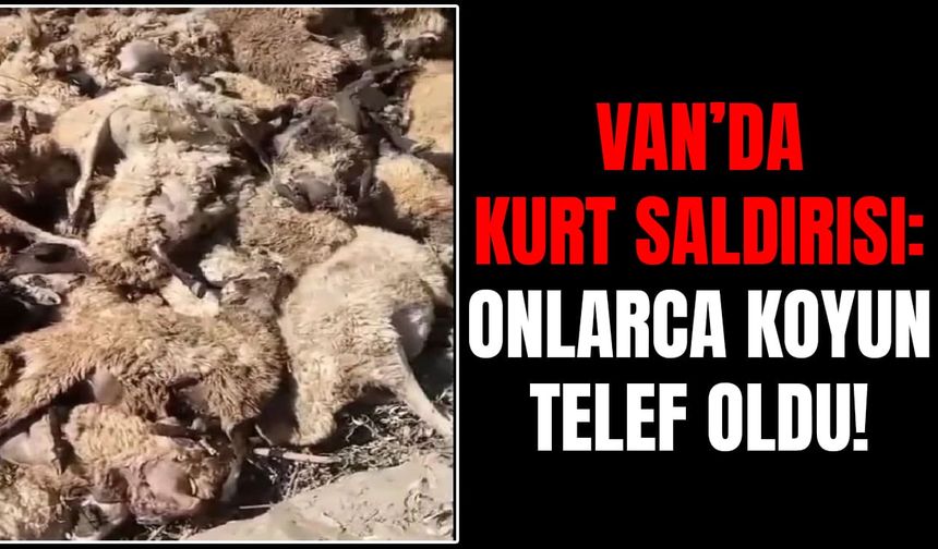 Van’da kurt saldırısı: Onlarca koyun telef oldu!