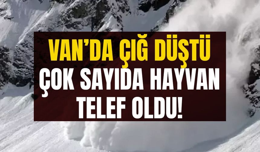 Van’da çığ düştü: Çok sayıda hayvan telef oldu!