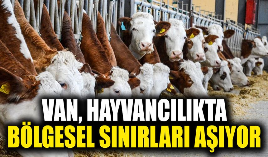 Van, hayvancılıkta bölgesel sınırları aşıyor