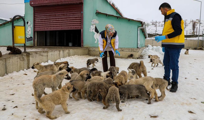 Van’da 11 bin 500 sahipsiz hayvan tedavi edildi