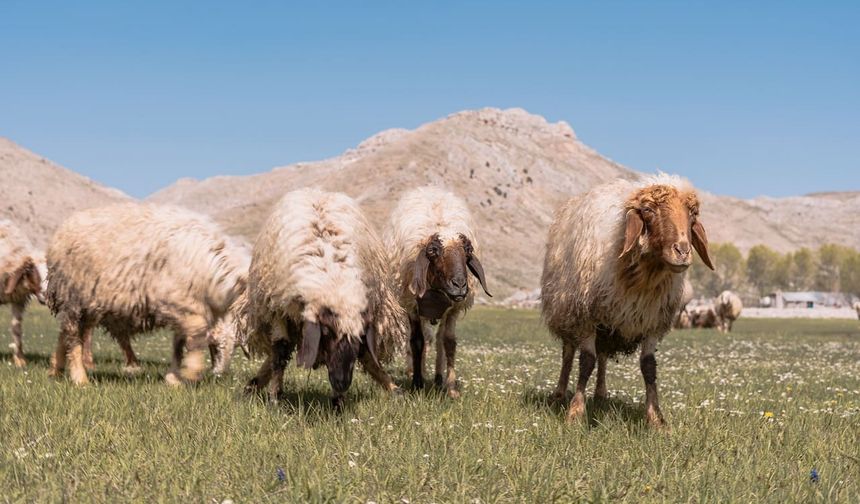 Van'da 150 bin küçükbaş hayvan dağıtılacak