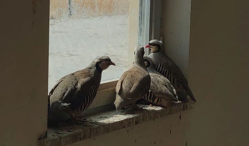 Van’da avlanırken canlı yayın açan şahıslara büyük ceza!