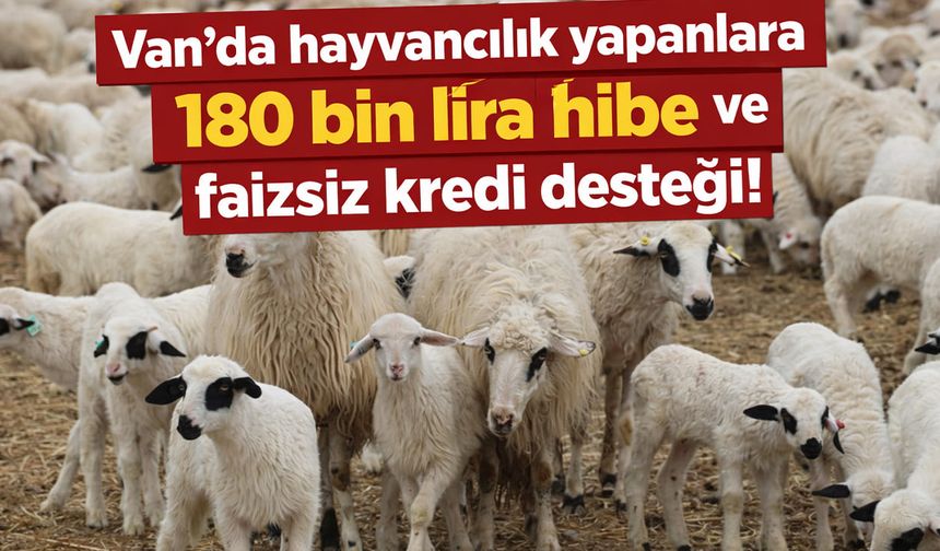 Van'da hayvancılık yapanlara 180 bin lira hibe ve faizsiz kredi desteği!