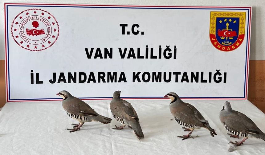 Van’da yasa dışı keklik taşımacılığına büyük ceza