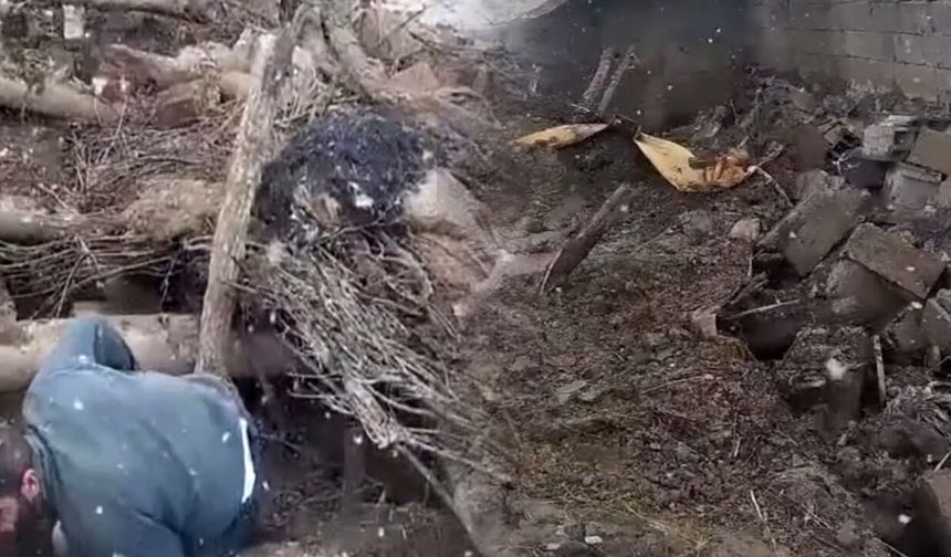 Van’da ahır çöktü: Çok sayıda hayvan telef oldu