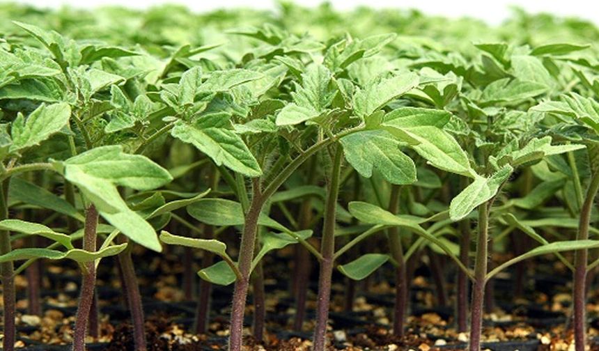 Van’da çiftçilere domates fidesi desteği!