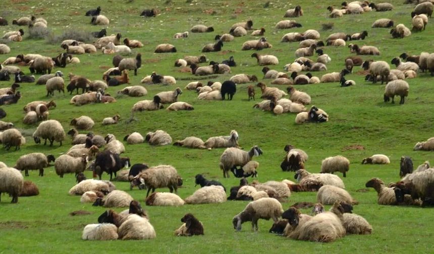 Van’da yayla ve meraların otlatma düzeni belirlendi