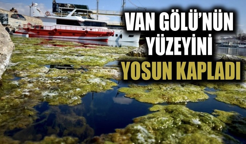 Van Gölü’nün yüzeyini yosun kapladı