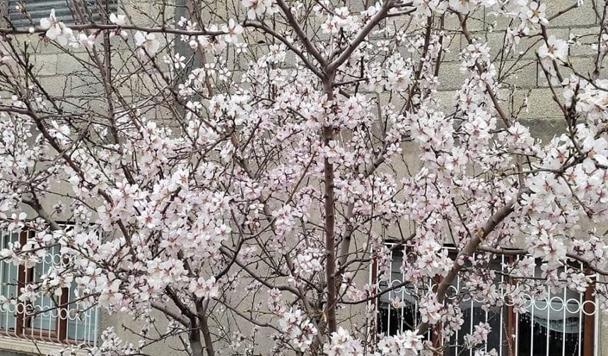 Van’da meyve ağaçları çiçek açtı