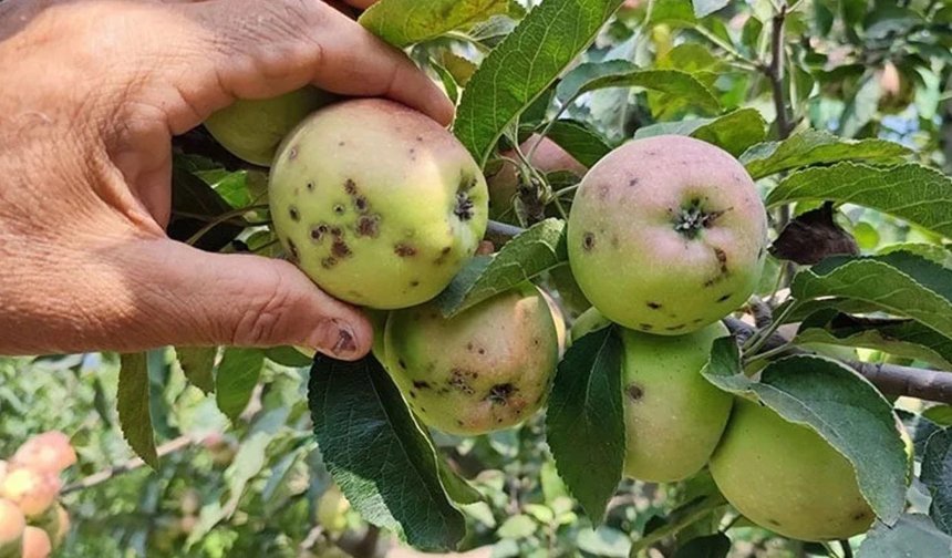 Van’da üreticilere karaleke ve cep hastalığı uyarısı
