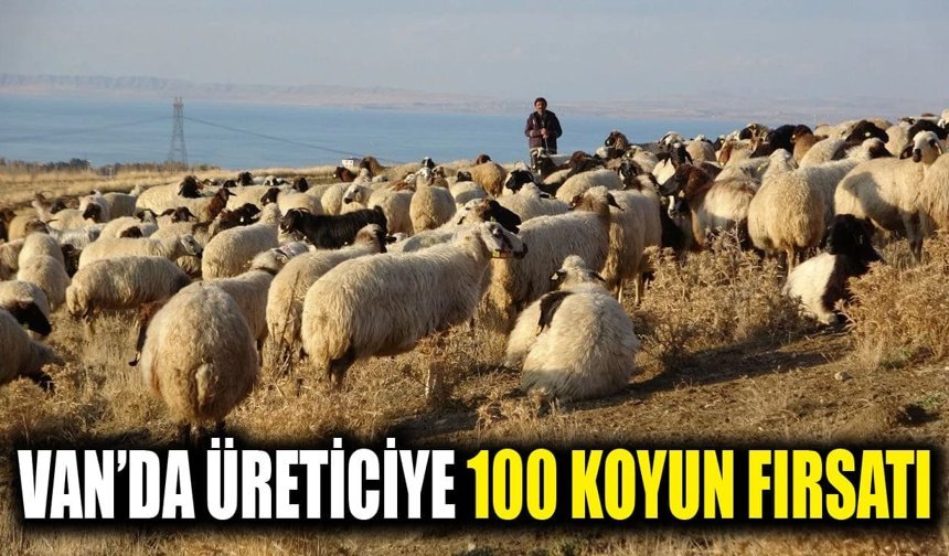 Van’da üreticiye 100 koyun fırsatı