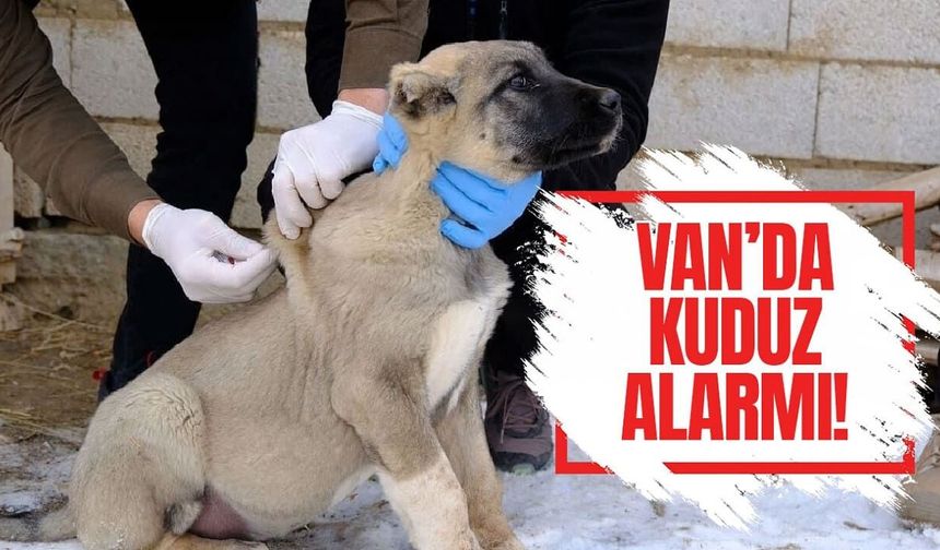 Van’ın bu mahallesinde kuduz alarmı!