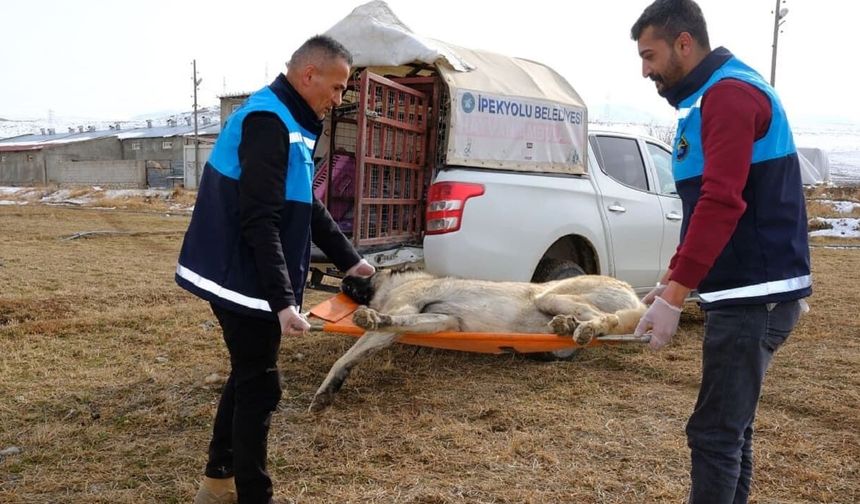İpekyolu’nda binlerce hayvana kısırlaştırma ve tedavi hizmeti