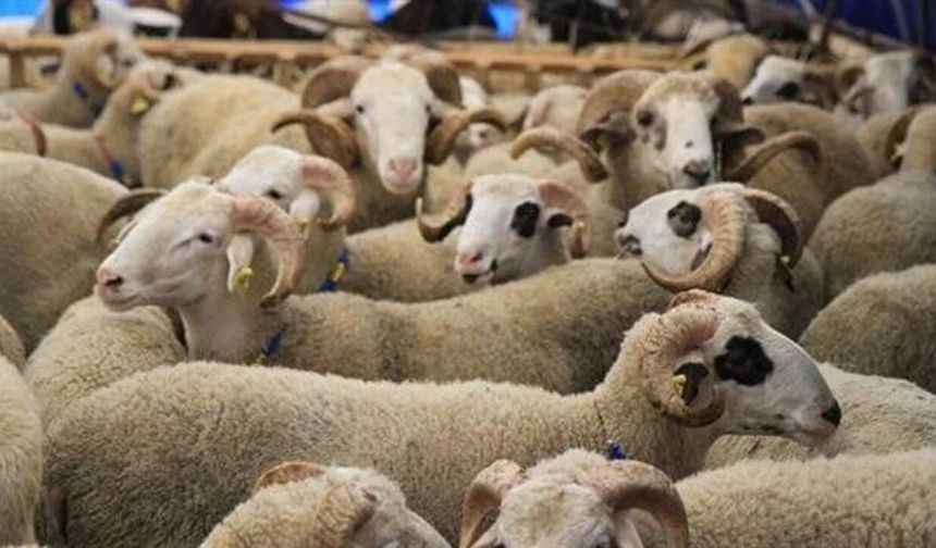 Tuşba’da kurban satış ve kesim yerleri açıklandı