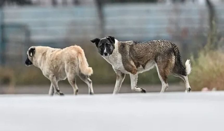 Van’da başıboş köpek sorununa yeni adım: Tek tuşla ihbar dönemi