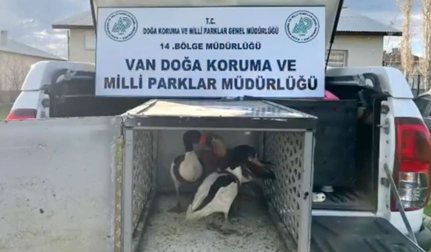 Van’da kaçak avcılığa geçit yok: Koruma altındaki kuşlar kurtarıldı