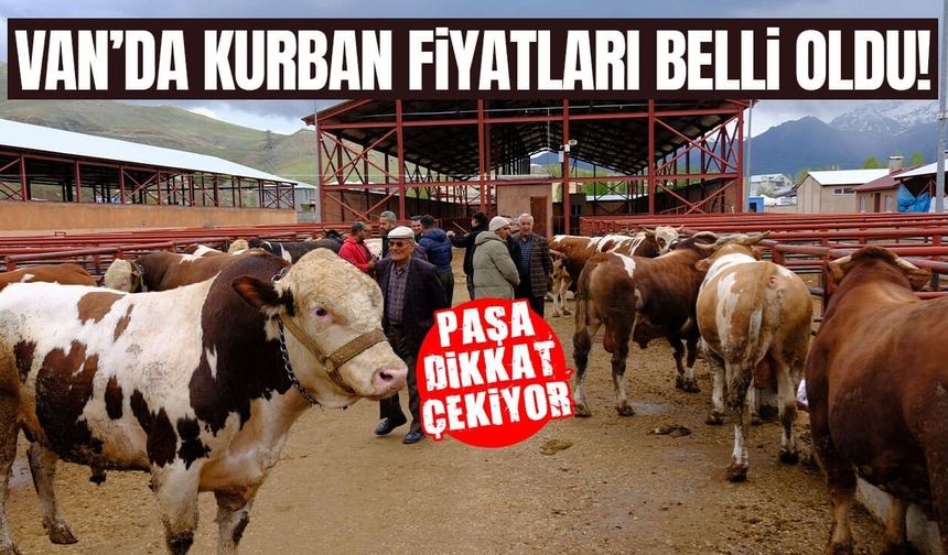 Van’da kurban fiyatları belli oldu! İşte küçük ve büyükbaş fiyatları…